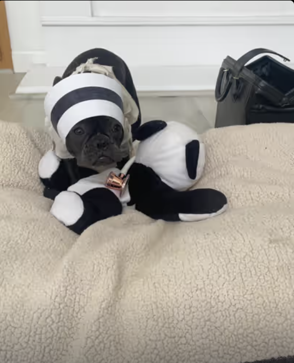 Frenchie Healthcare Worker !